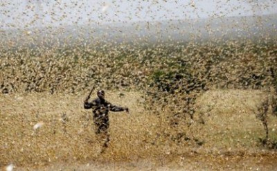 Oos-Afrika staar nuwe sprinkaanbedreiging in die gesig